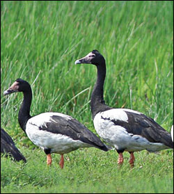magpie goose