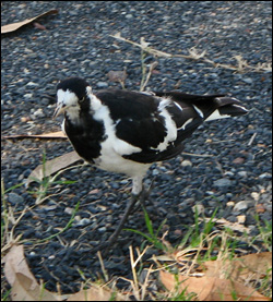 magpie lark
