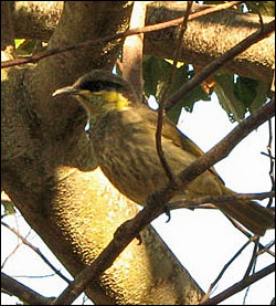 mangrove honeyeater