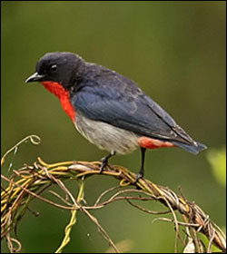 mistletoe bird
