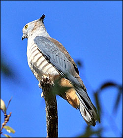 pacific baza