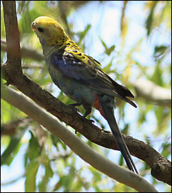 pale headed rosella