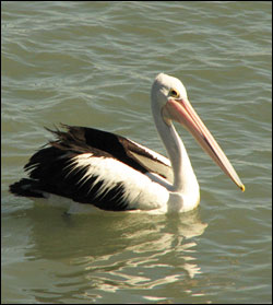 pelican