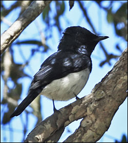 satin flycatcher