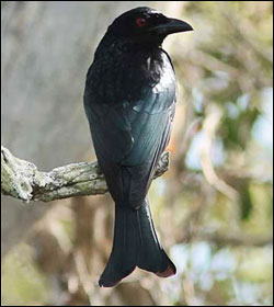spangled drongo