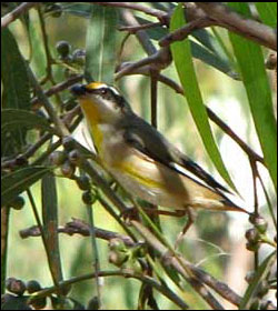 striated pardalote