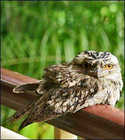 tawny frogmouth