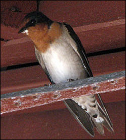 welcome swallow