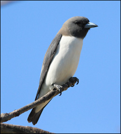 white breasted woodswallow
