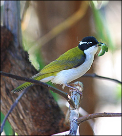 white throated honeyeater