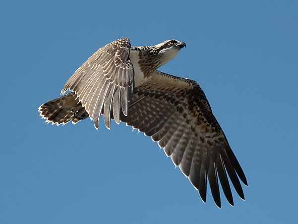 osprey