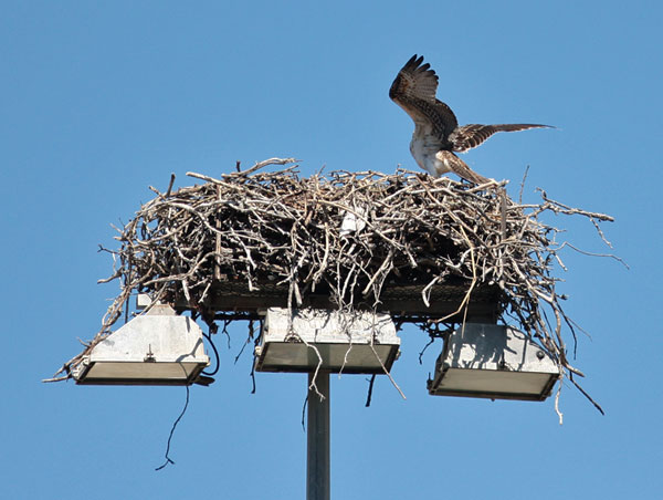 ospreynest
