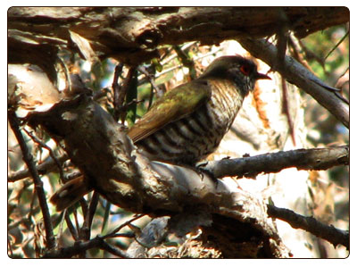 littlebronzecuckoo