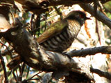 littlebronzecuckoosmall