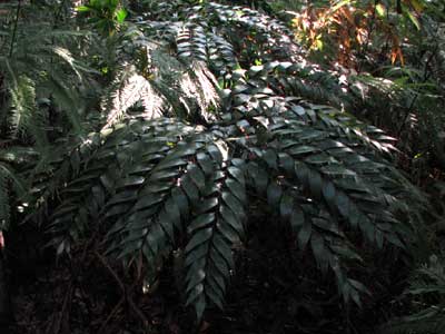 byfieldfernx400