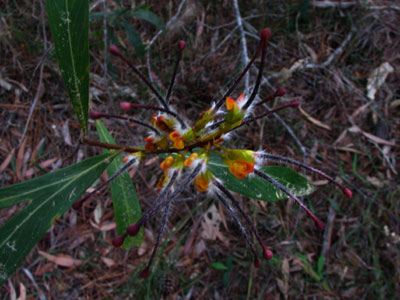 byfield grevillea