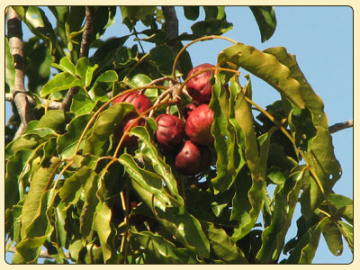 burdekin plum