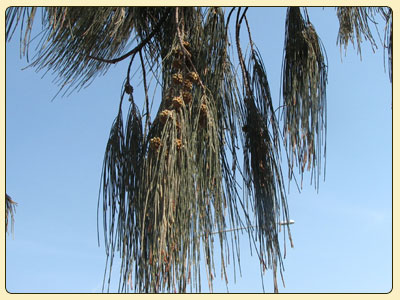 casuarina