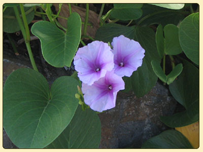 convolvulus