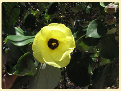 cottontree