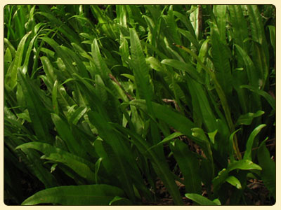 fern