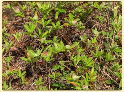 hibbertia