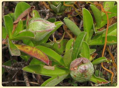 hibbertia2