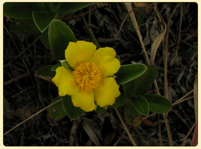 hibbertia3