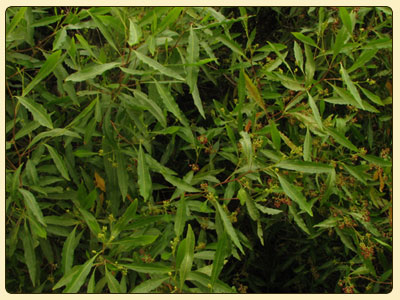 hopbush2