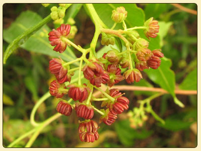 hopbush3