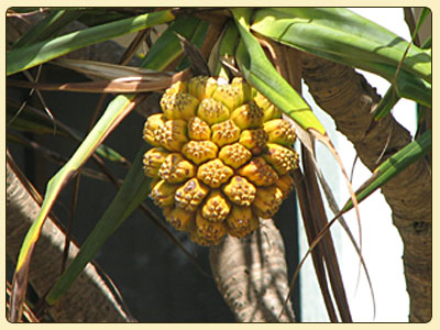 pandanus