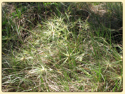 sandspinifex