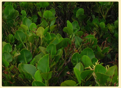 clubmangrove1