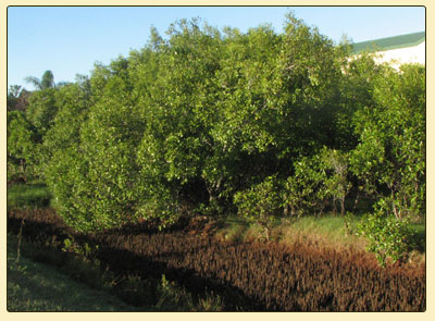 greymangrove1
