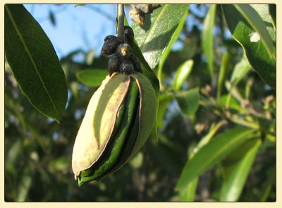 greymangroveseed