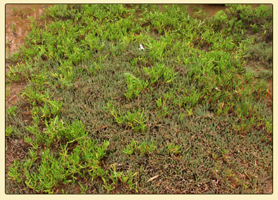 manenvsamphire