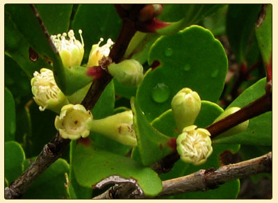 osborniaflower