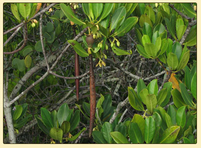 redmangrovepropagule