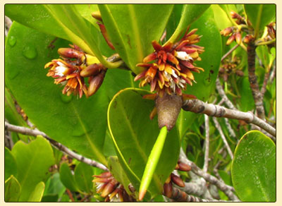 yellowmangroveflower