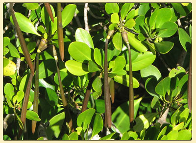 yellowmangroveprop