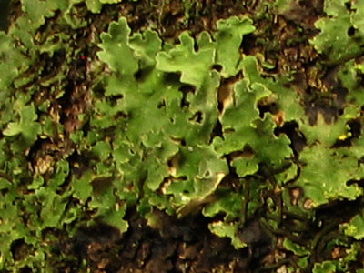 lichengreen