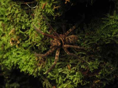moss spider