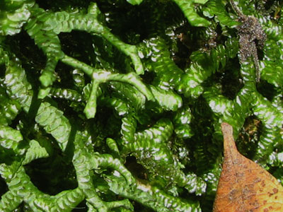 moss3
