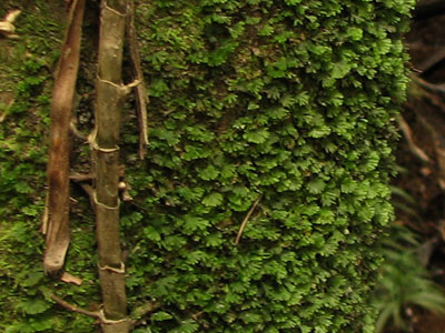 moss4