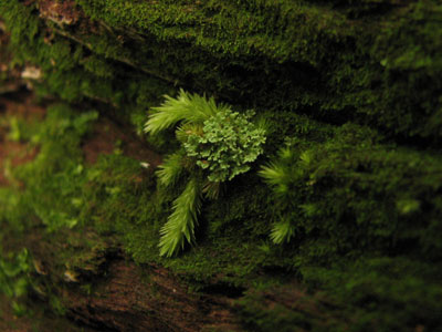 mosswort1