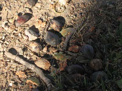 bchalmondseeds