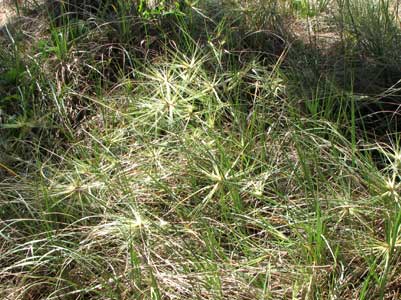 beachspinifex