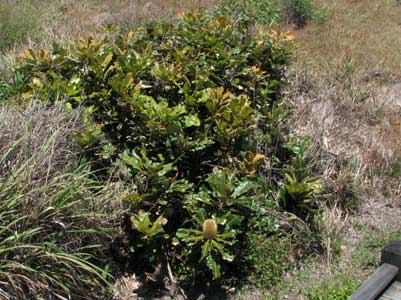 coastbanksia