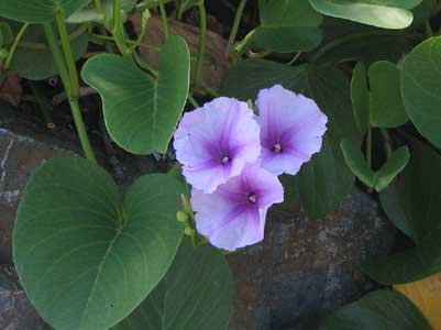 convolvulus 400x300