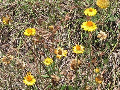 everldaisy